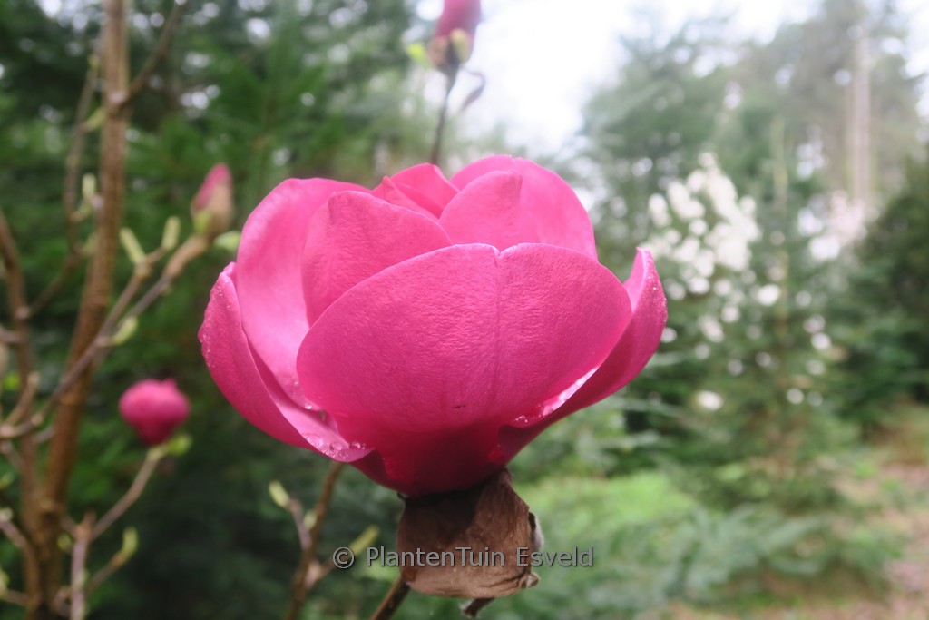 Magnolia 'Katja Landler'