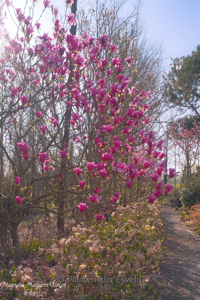 Magnolia 'Margaret Helen'