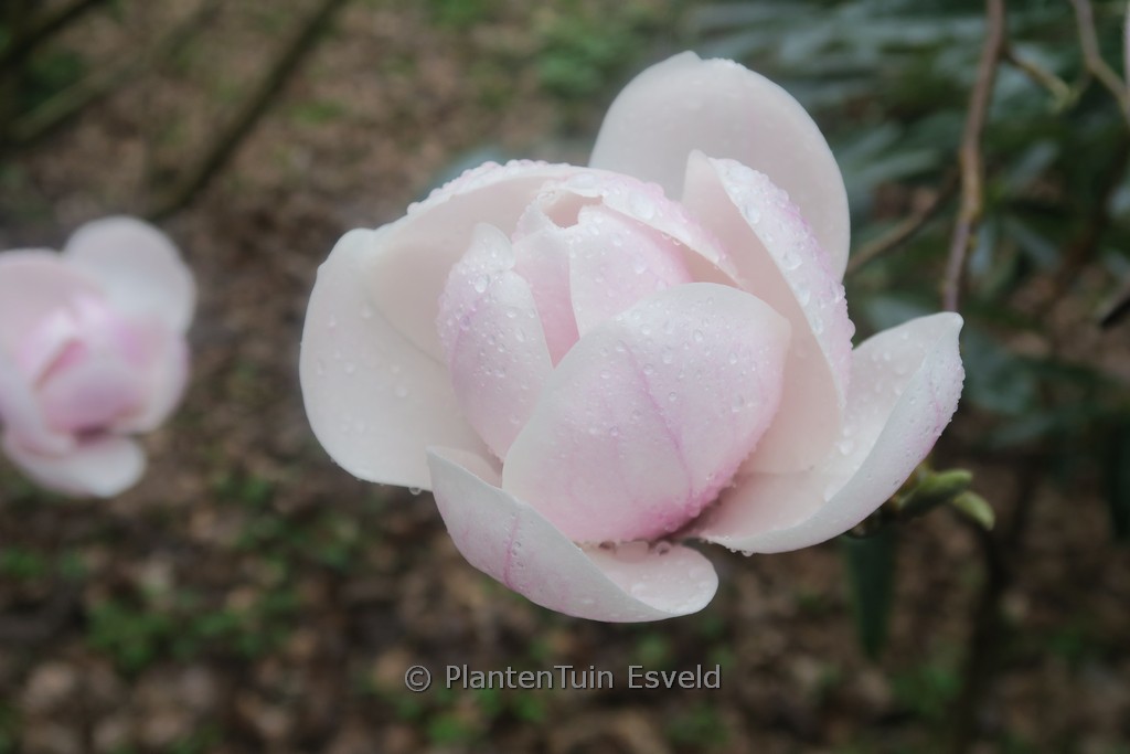 Magnolia 'Miranja'