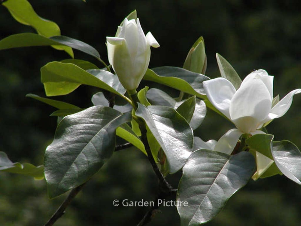 Magnolia 'Porcelain Dove'