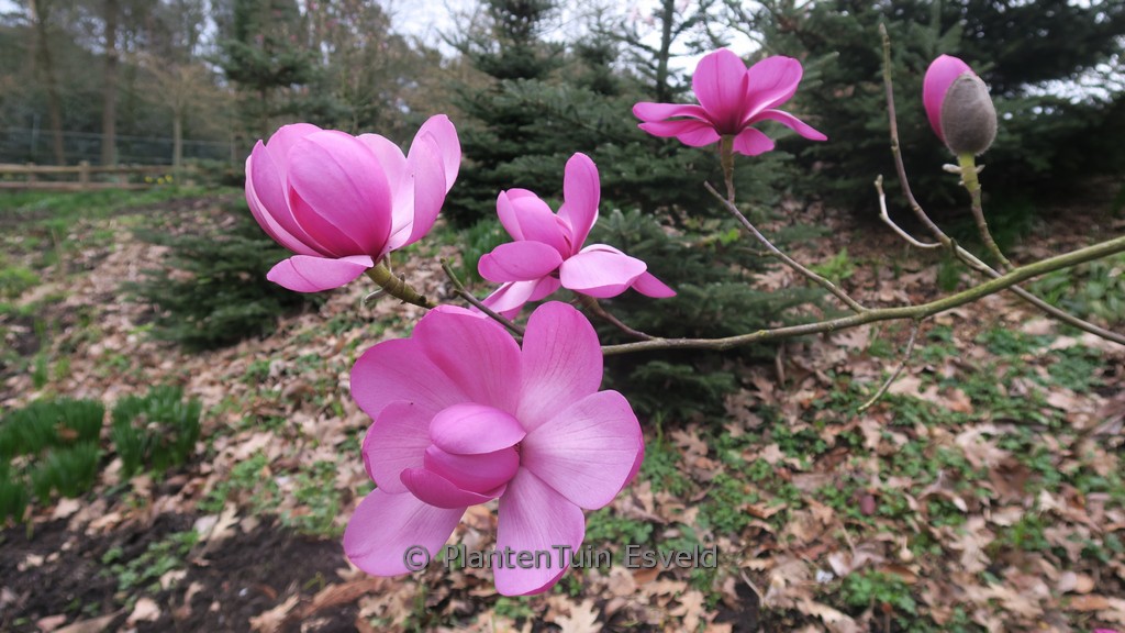 Magnolia 'Premier Cru'