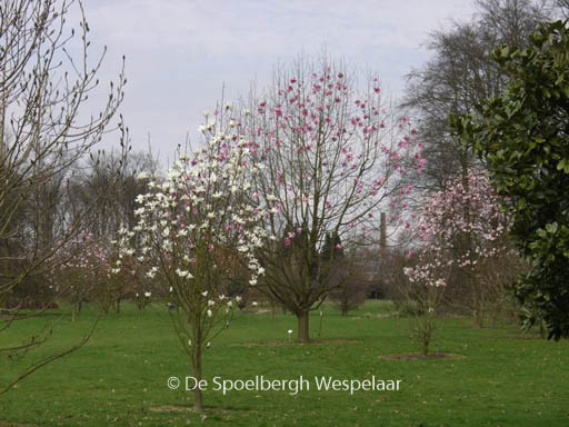 Magnolia 'Purple Breeze'