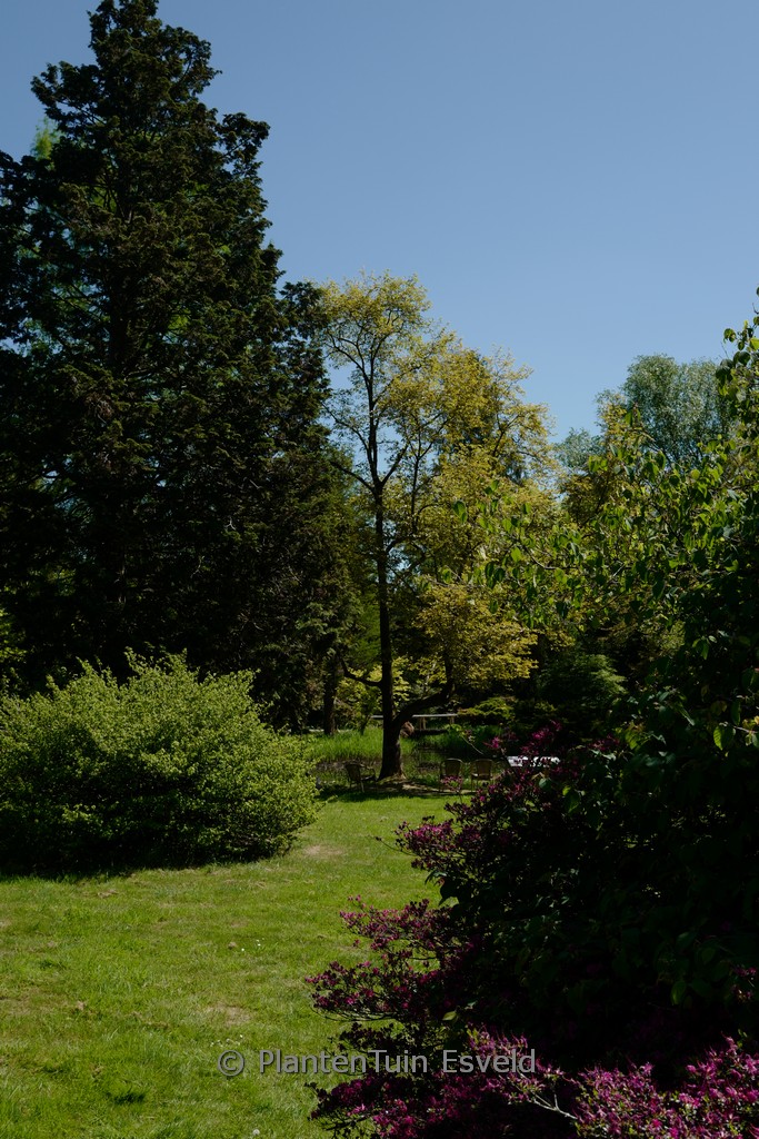 Magnolia salicifolia 'Louisa Fete'