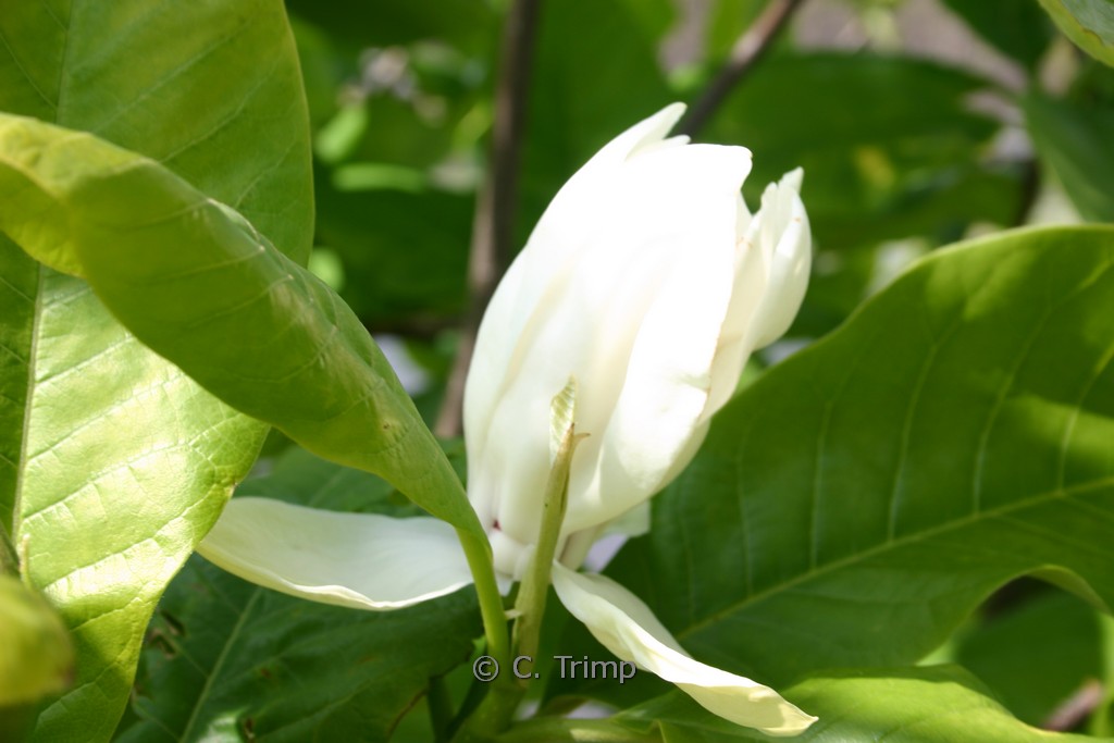 Magnolia wieseneri 'Aashild Kalleberg'