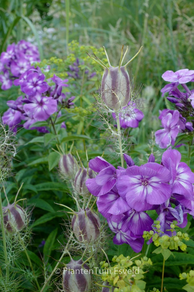 Nigella sativa