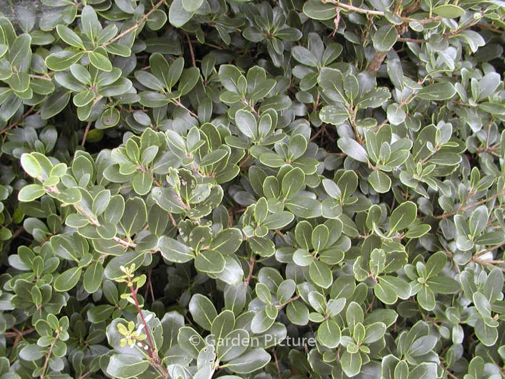 Osmanthus heterophyllus 'Rotundifolius'