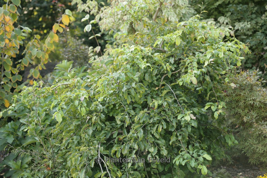 Parrotia persica 'Kew's Weeping'