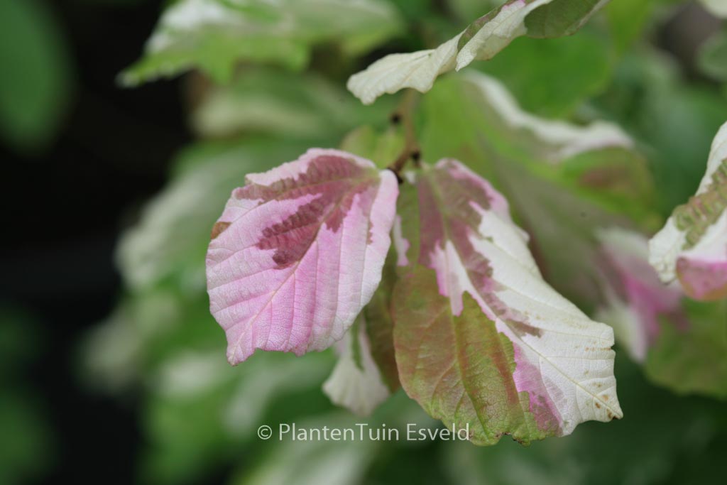 Parrotia persica 'Lamplighter'