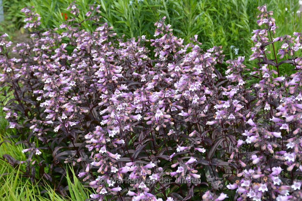 Penstemon 'Dark Towers'
