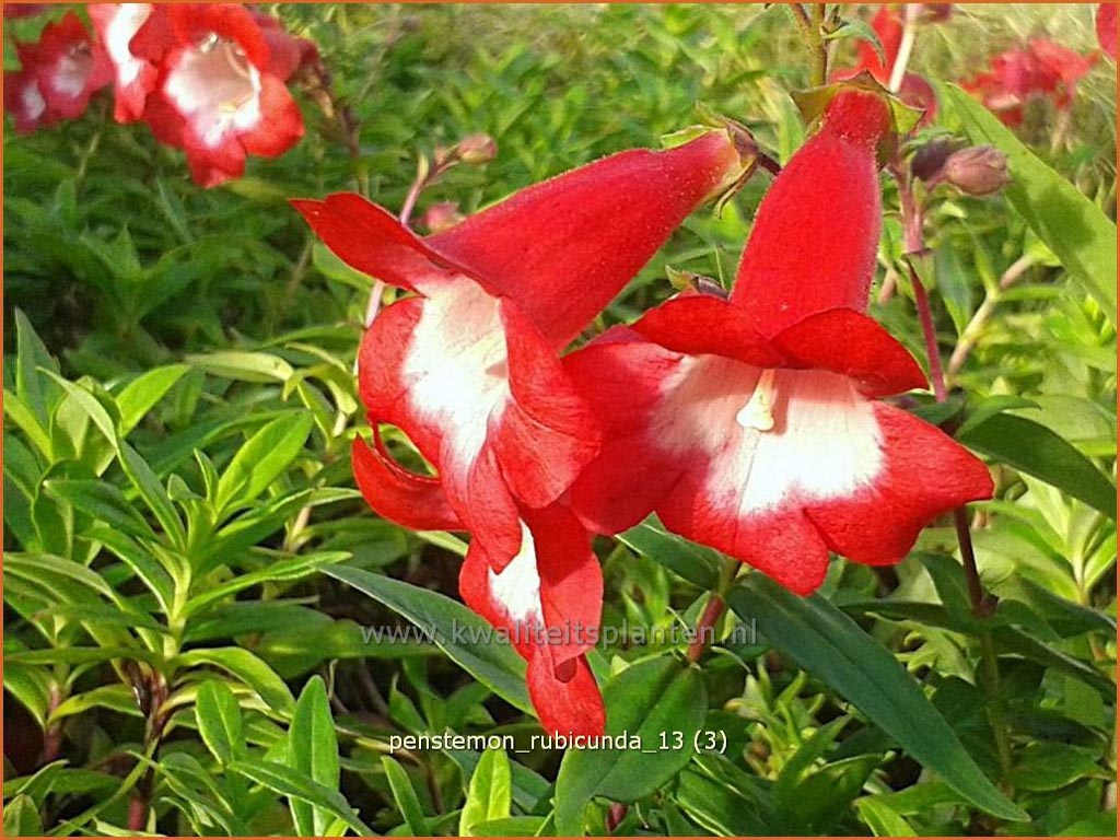 Penstemon 'Rubicunda'