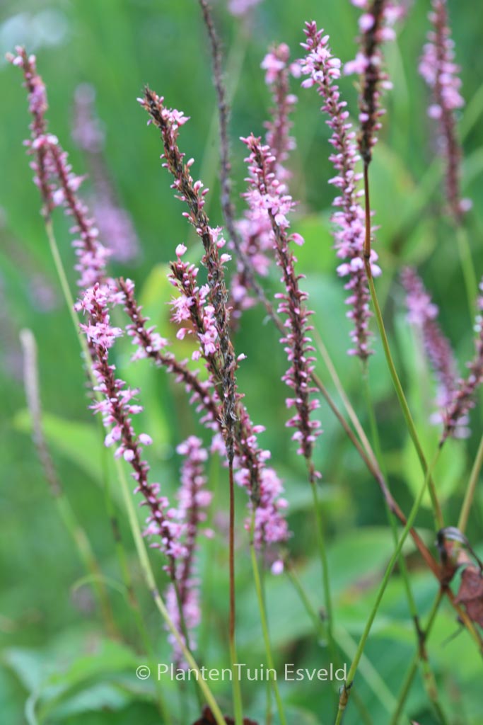 Persicaria amplexicaulis 'Rowden Gem'