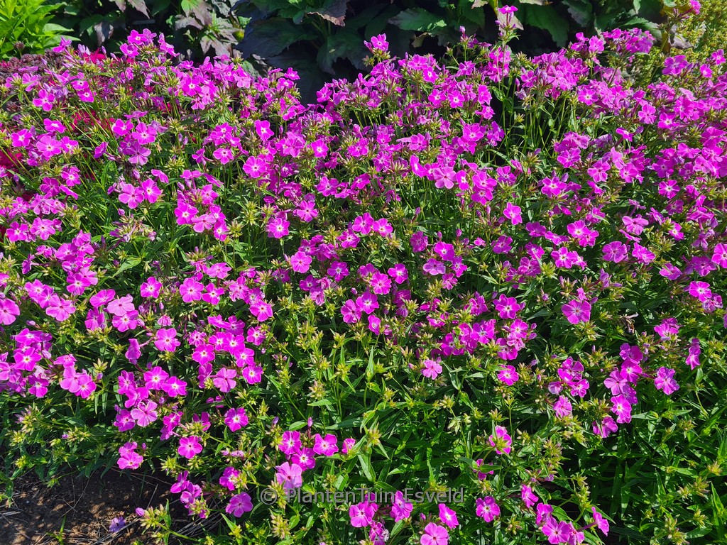 Phlox 'Opening Act Romance'