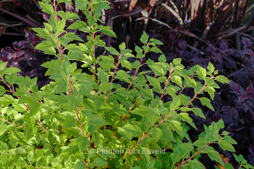 Physocarpus opulifolius 'Raspberry Lemonade'