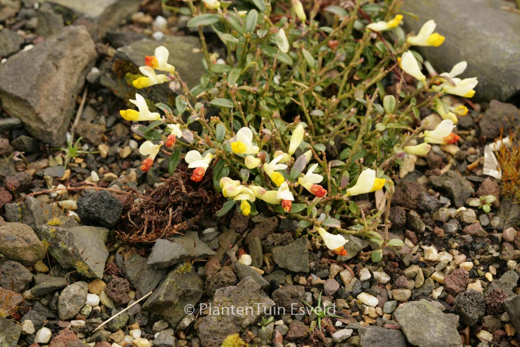 Polygala chamaebuxus
