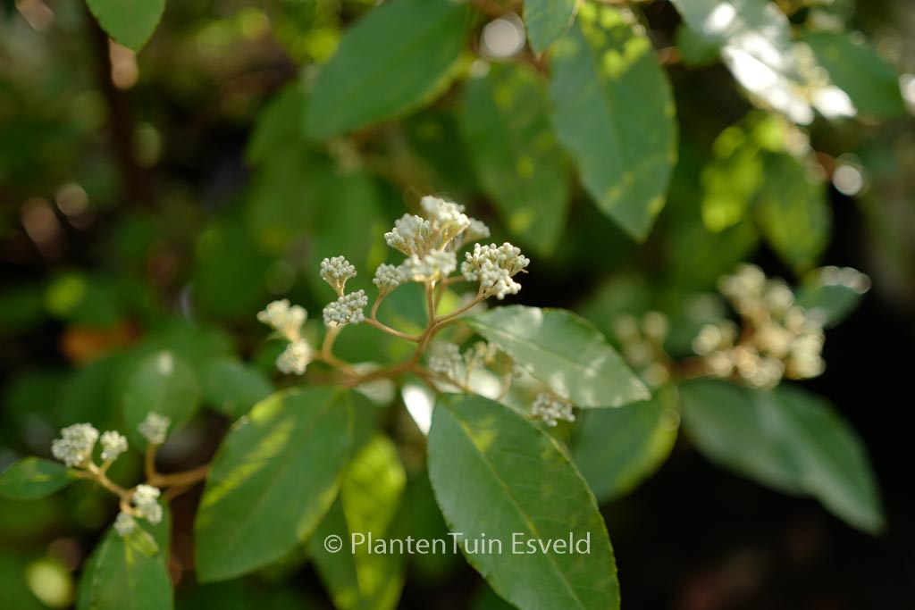 Pomaderris apetala