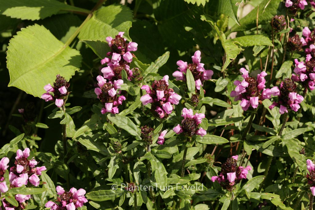 Prunella webbiana 'Gruss aus Isernhagen'