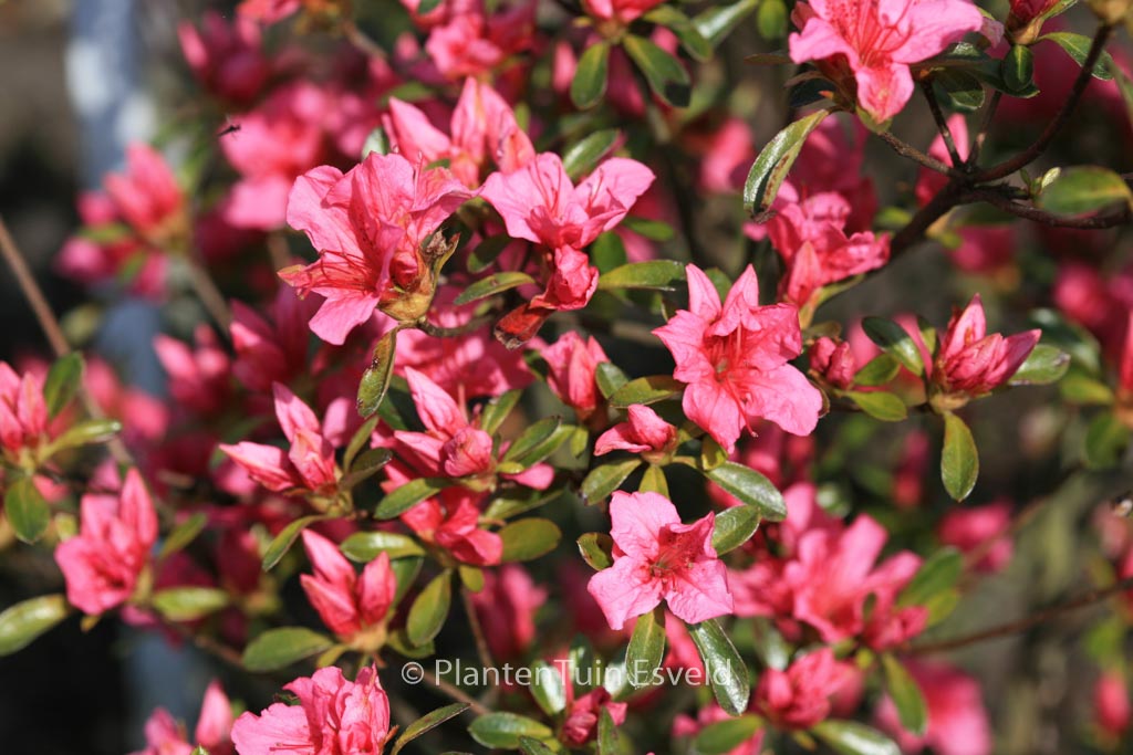 Rhododendron 'Aladdin' (Azalea)