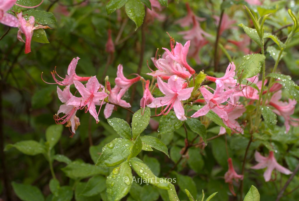 Rhododendron arborescens