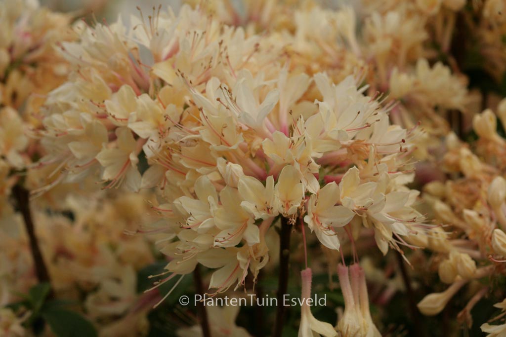 Rhododendron 'Avondgloed' (Azalea)