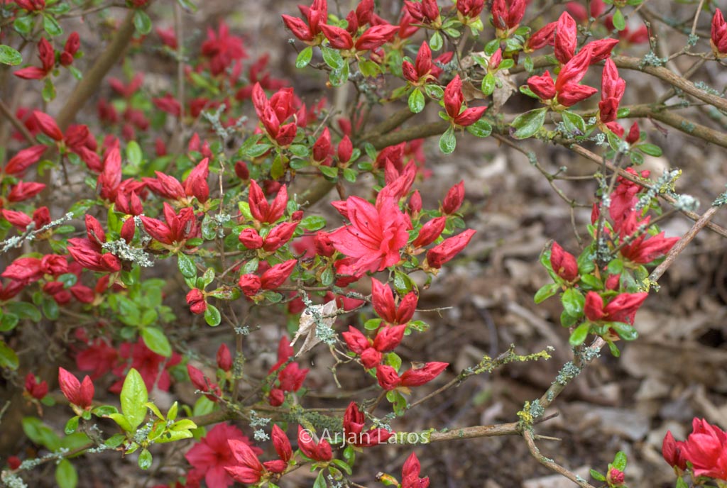 Rhododendron 'Campfire' (Azalea)
