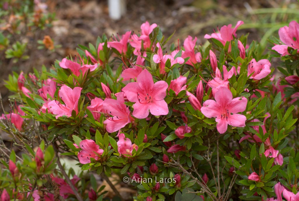 Rhododendron 'Chinzan' (Azalea)