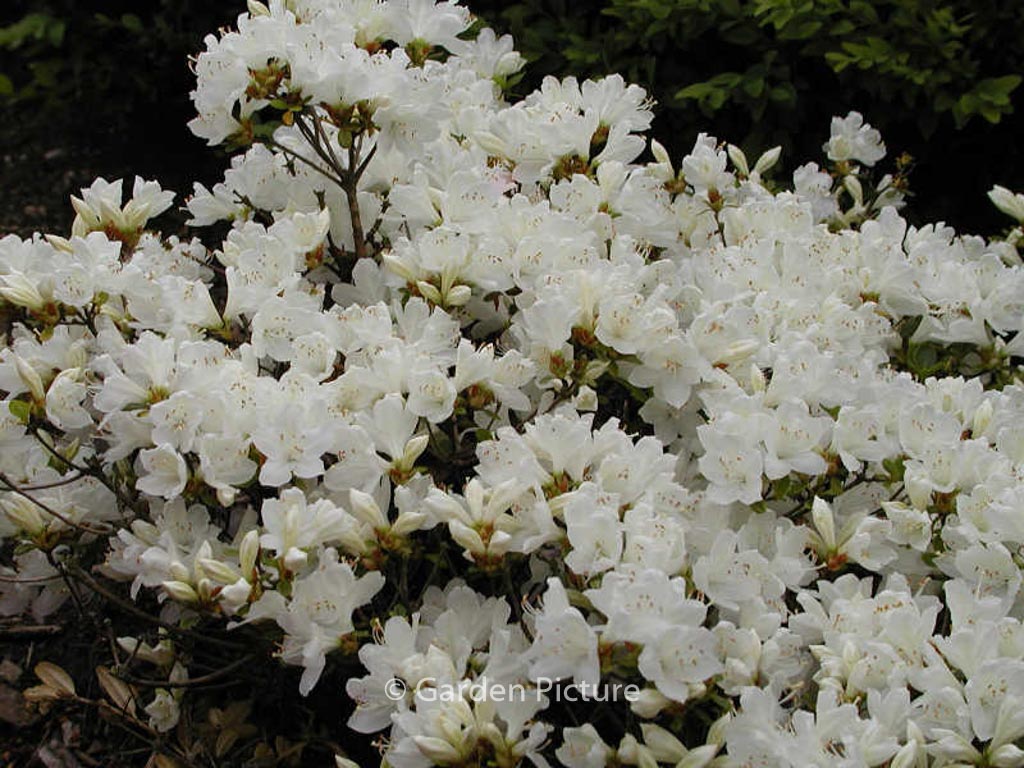Rhododendron 'Diamant Wit' (Azalea)