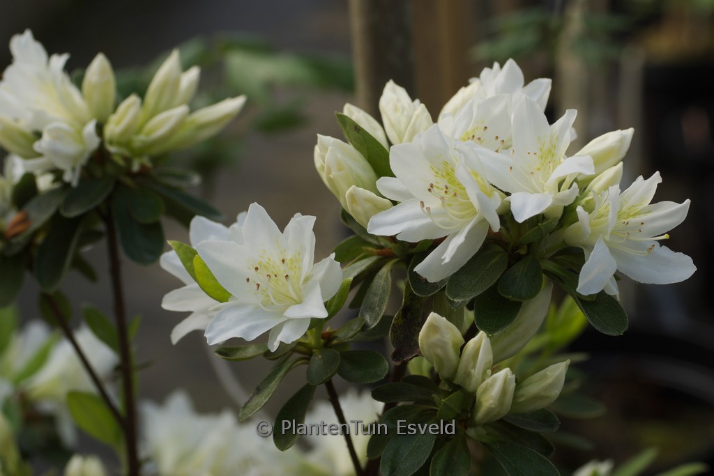 Rhododendron 'Fago-no-fugi' (Azalea)