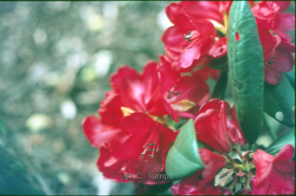 Rhododendron 'Fireball' (Azalea)