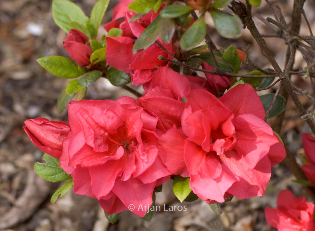 Rhododendron 'Florida' (Azalea)