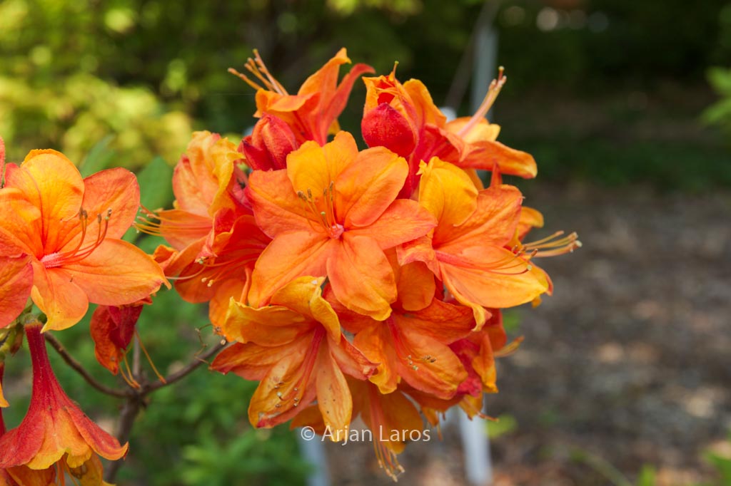 Rhododendron 'Golden Eagle' (Azalea)