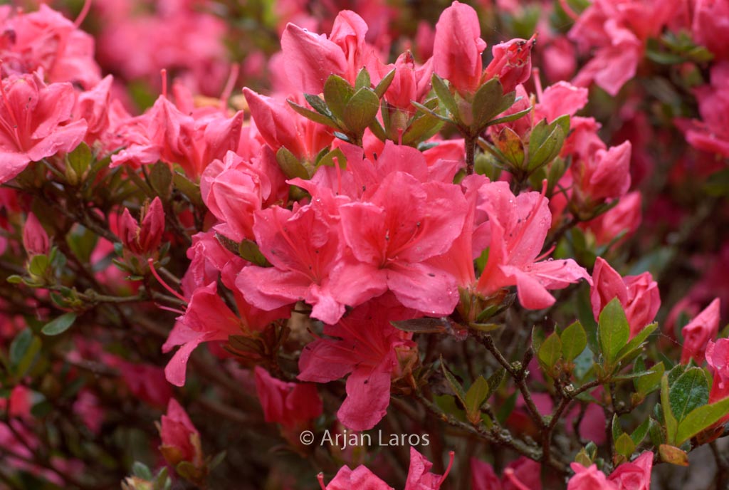 Rhododendron 'Hachdrapa' (DRAPA)