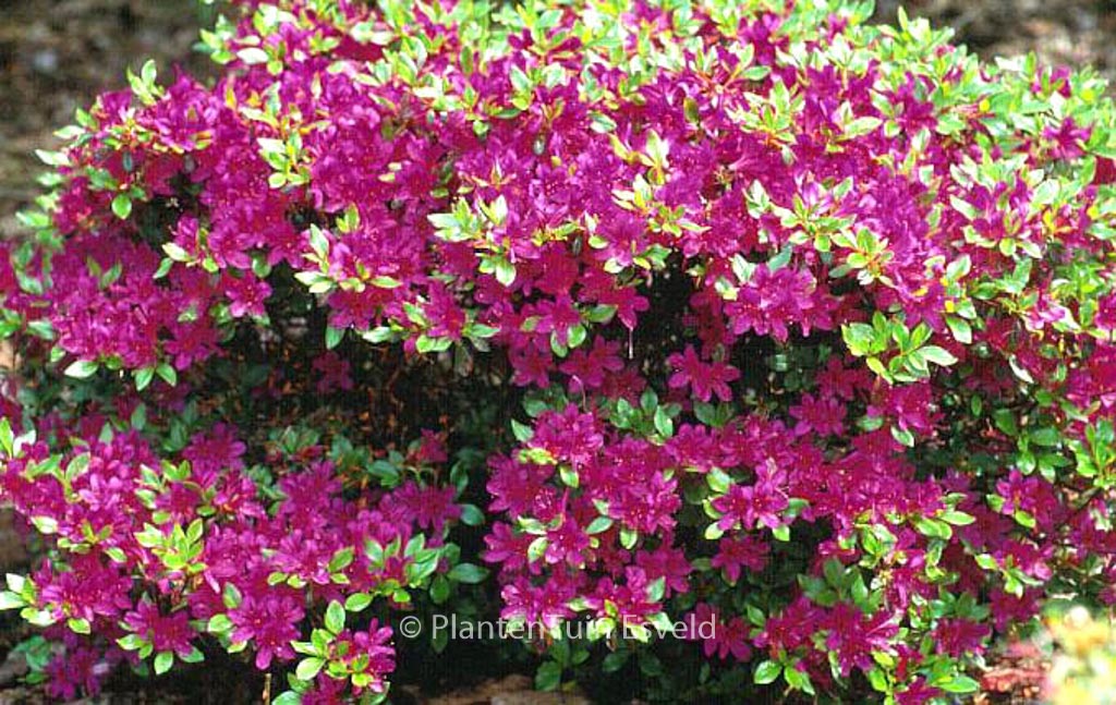 Rhododendron 'Kanpai' (Azalea)
