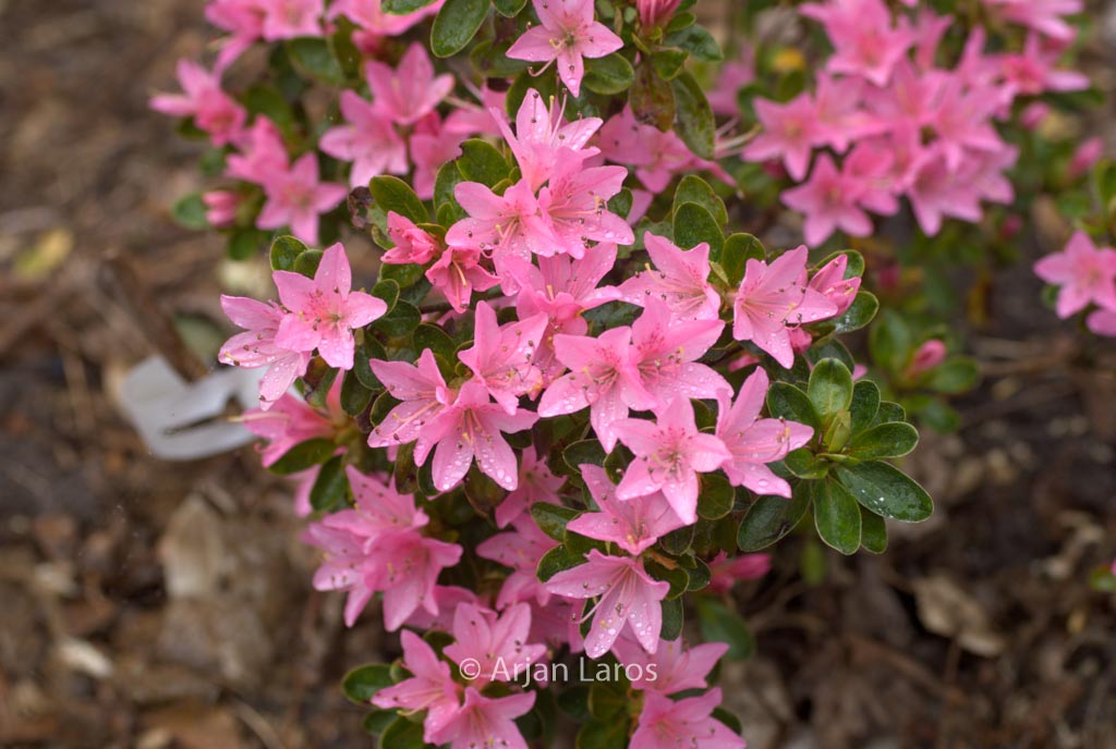 Rhododendron 'Katsura-no-hana' (Azalea)