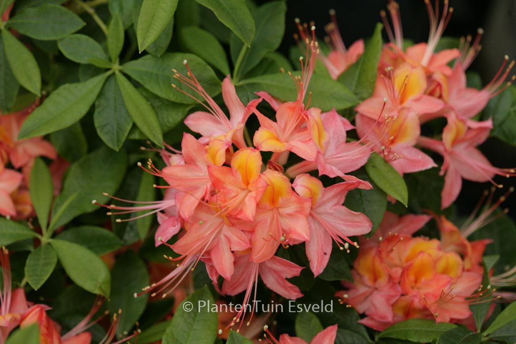 Rhododendron 'Koningin Emma' (Azalea)