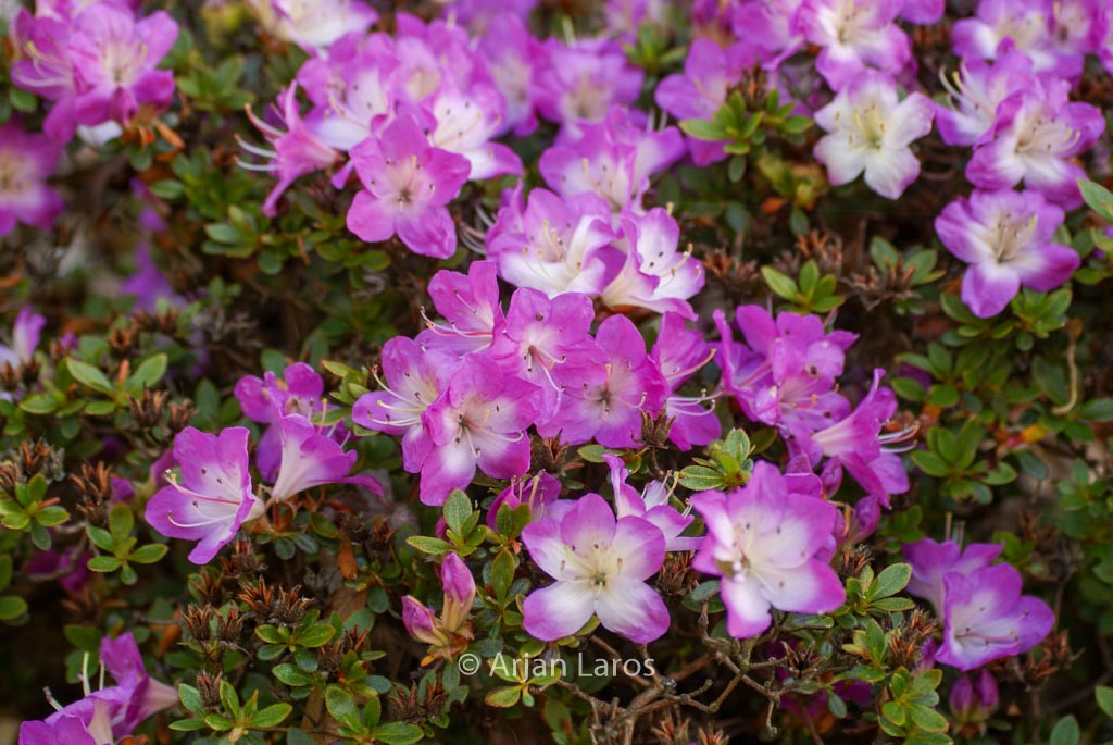 Rhododendron 'Mangetsu' (Azalea)