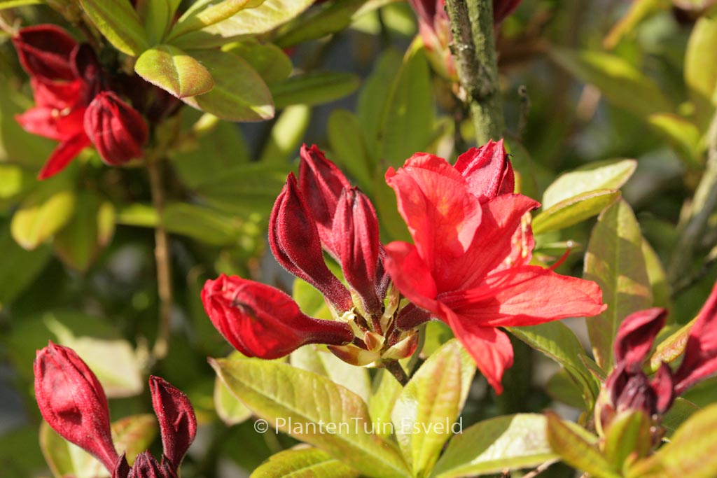 Rhododendron 'Nabucco' (Azalea)