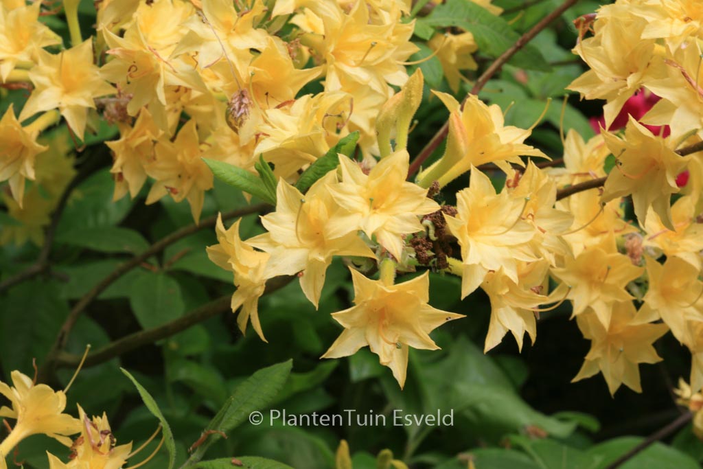 Rhododendron 'Narcissiflora' (Azalea)