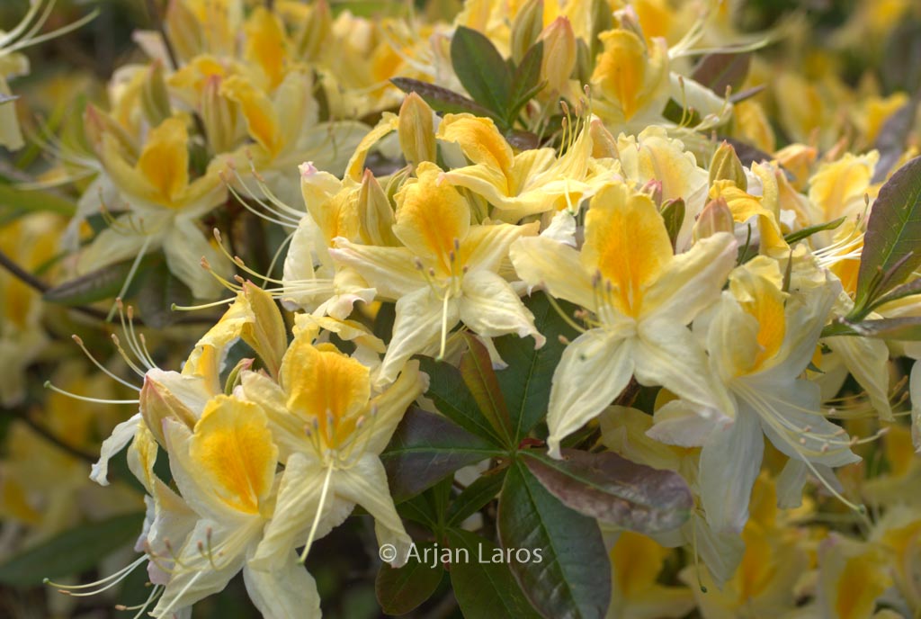 Rhododendron 'Northern Highlights' (Azalea)