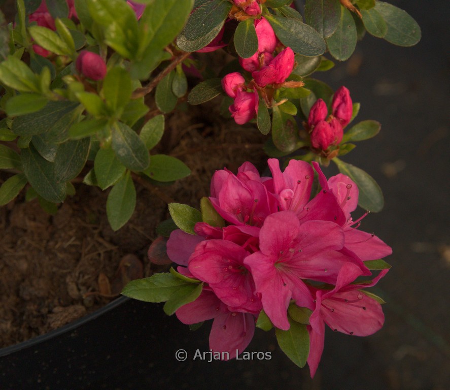 Rhododendron obtusum 'Pink Panda' (Azalea)