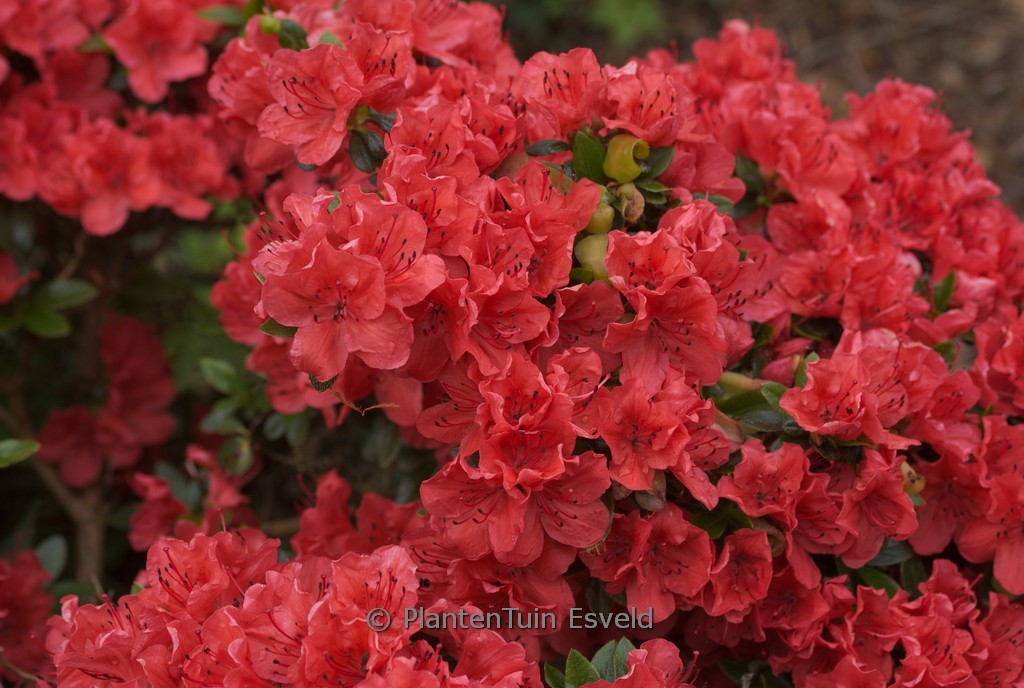 Rhododendron 'Satschiko' (GEISHA ORANGE) (Aza
