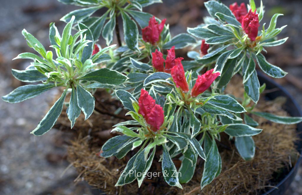 Rhododendron 'Silver Sword' (Azalea)