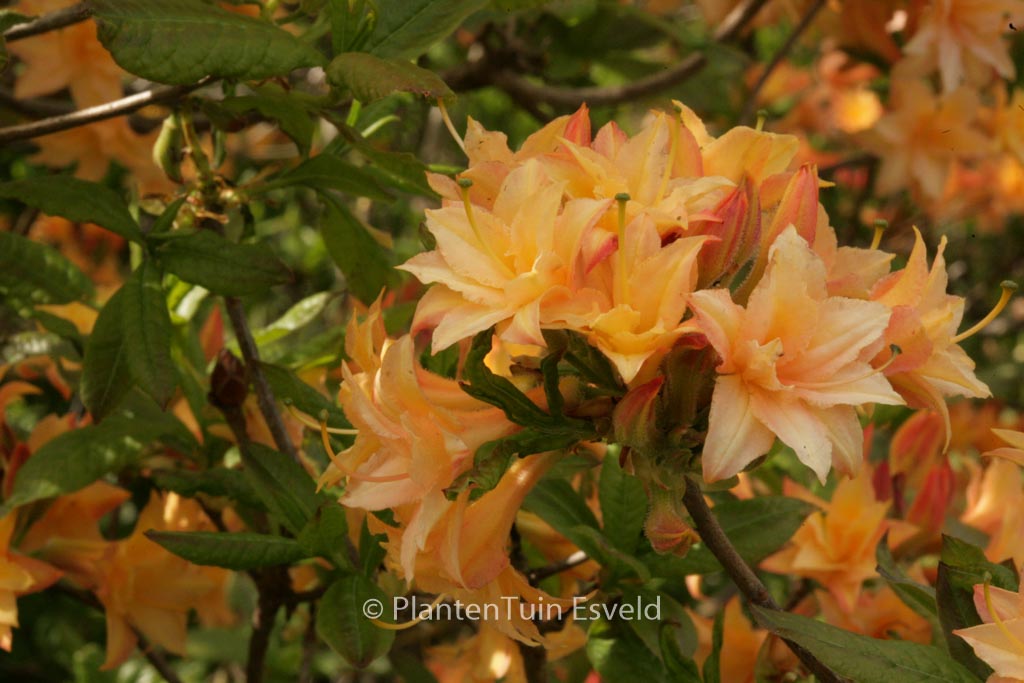 Rhododendron 'Teniers' (Azalea)
