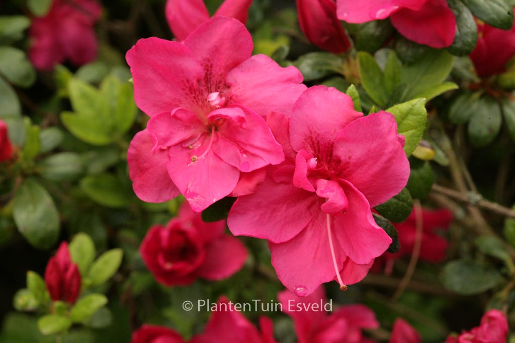 Rhododendron 'Tornella' (Azalea)