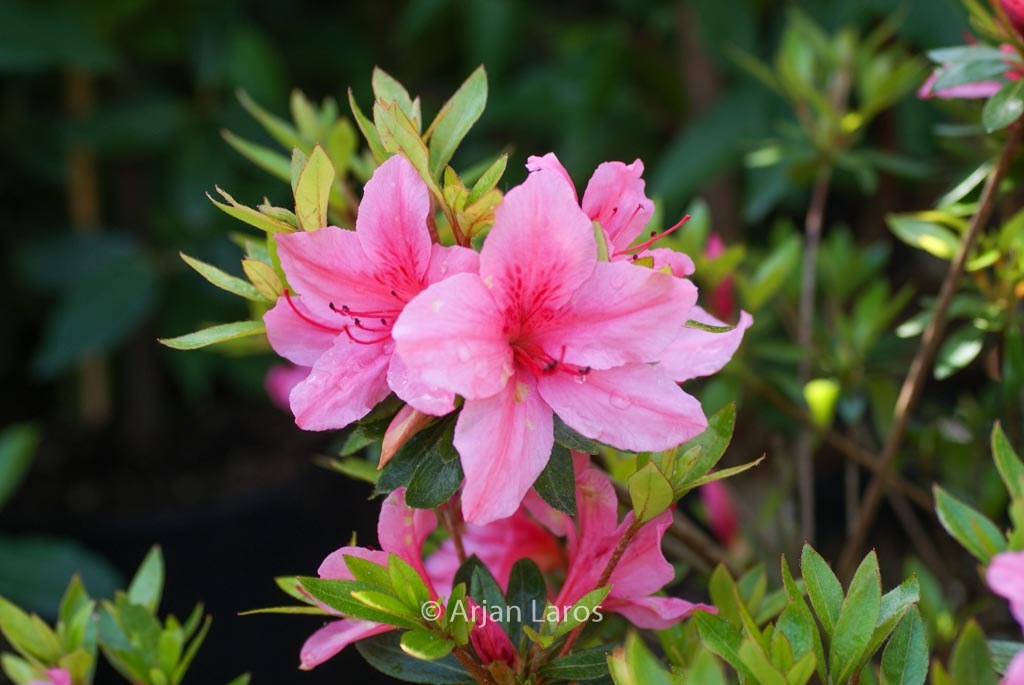 Rhododendron 'Yuka' (Azalea)