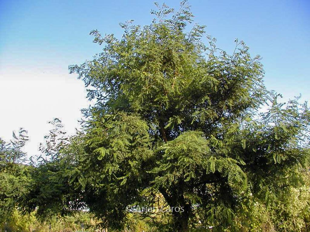 Robinia pseudoacacia 'Coluteoides'