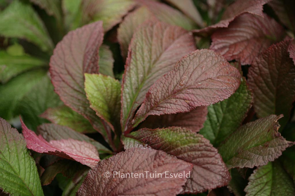 Rodgersia 'Bronze Peacock'