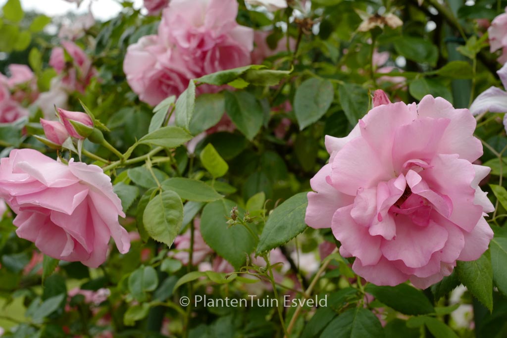 Rosa 'Bantry Bay'
