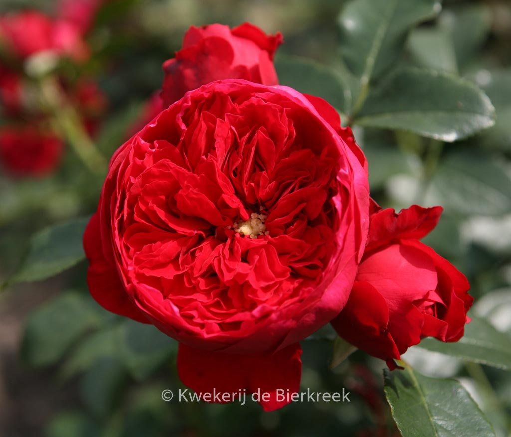 Rosa 'Florentina'