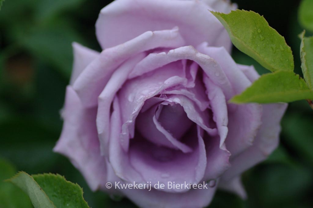 Rosa 'Indigoletta'