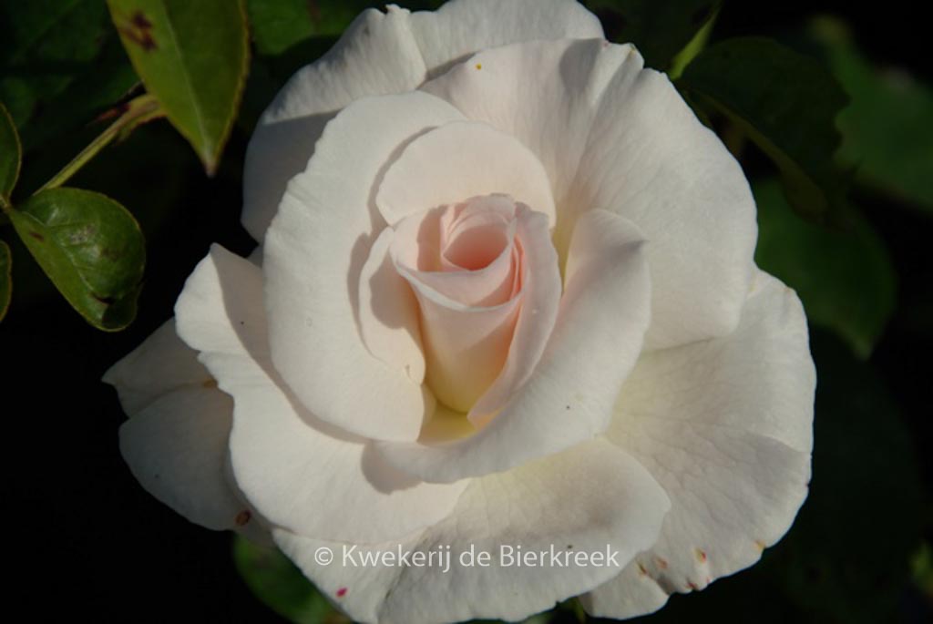 Rosa 'Maria Mathilde'
